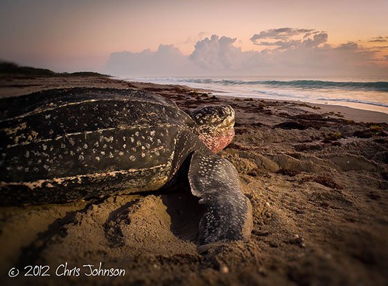  عکس لاک پشت زیبا برای استوری