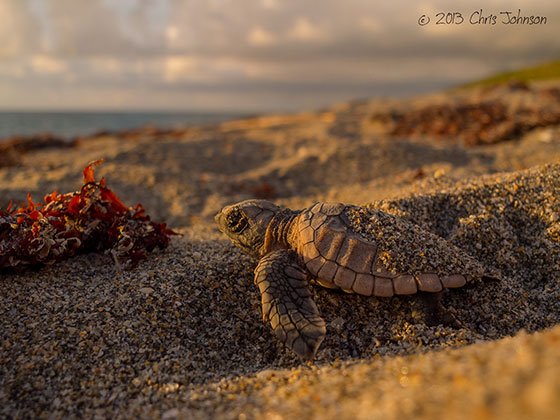  عکس لاک پشت زیبا برای استوری