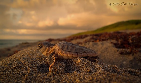  عکس لاک پشت زیبا برای استوری