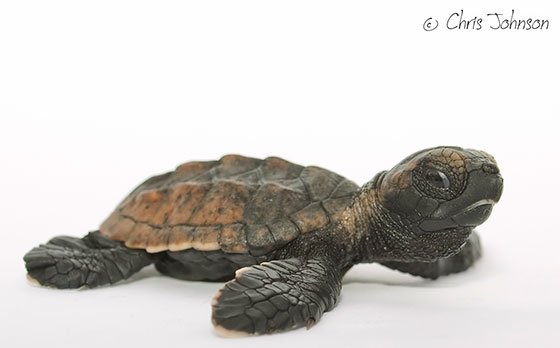  عکس لاک پشت زیبا برای استوری