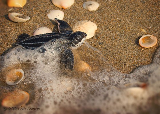  عکس لاک پشت زیبا برای استوری