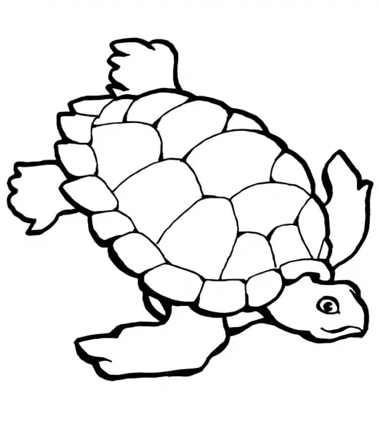  عکس لاک پشت نقاشی آسان