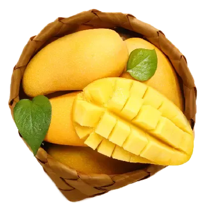  عکس درخت انبه