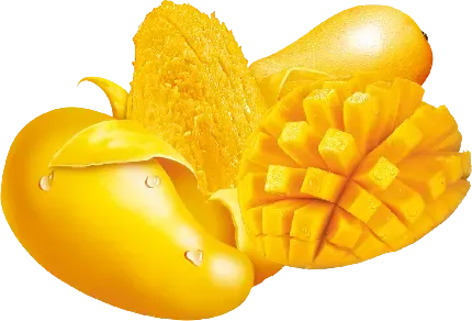  عکس درخت انبه