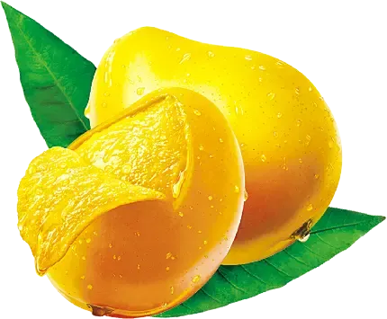  عکس درخت انبه