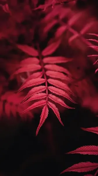  عکس قرمز برای پروفایل