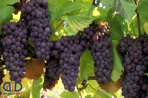 عکس انگور یاقوتی سیاه