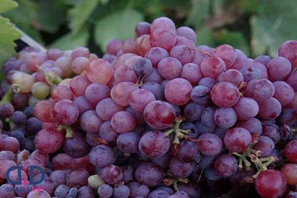  عکس انگور یاقوتی سیاه