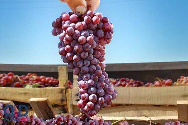  عکس انگور یاقوتی سیاه
