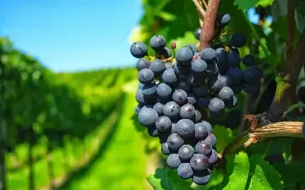  عکس انگور یاقوتی سیاه