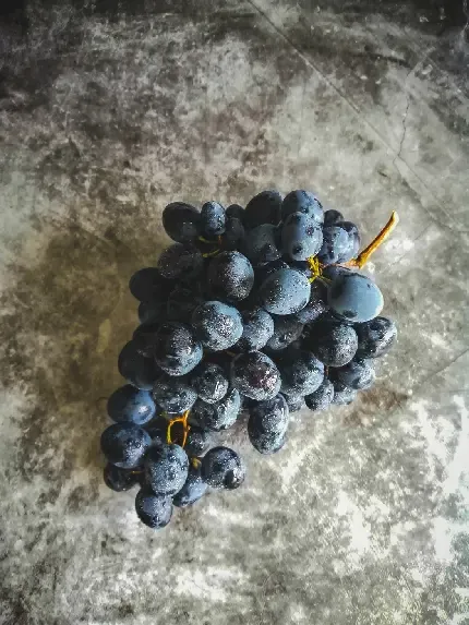  عکس انگور