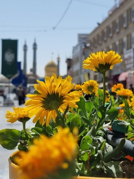 عکس حرم حضرت معصومه برای استوری