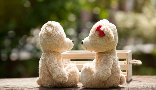  عکس خرس ولنتاین بزرگ