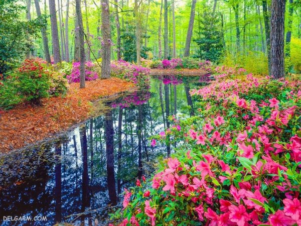  تصویر زمینه بهار برای دسکتاپ