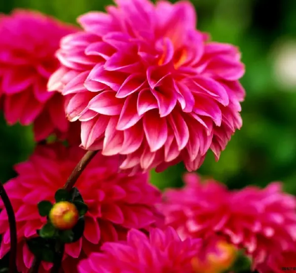  عکس پس زمینه بهاری برای کامپیوتر