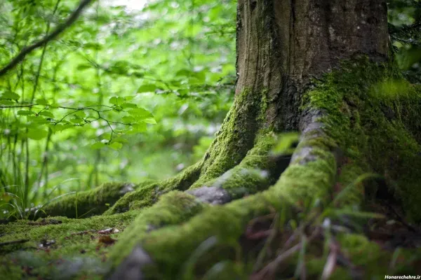  عکس جنگل بهاری