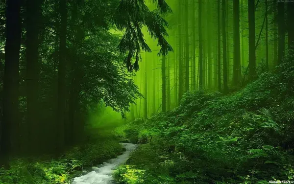  عکس جنگل بهاری