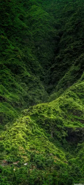  عکس جنگل بهاری