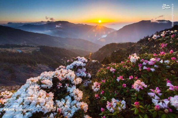  دانلود تصویر بهار و گل های زیبا