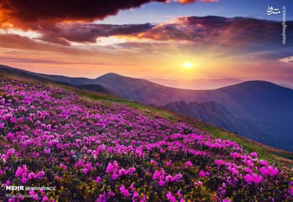  دانلود تصویر بهار و گل های زیبا