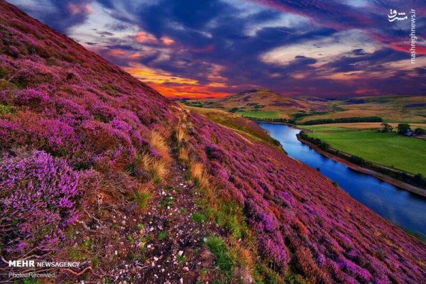  دانلود تصویر بهار و گل های زیبا