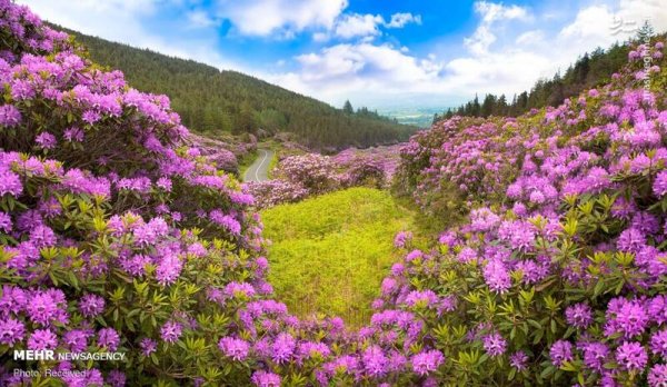  دانلود تصویر بهار و گل های زیبا