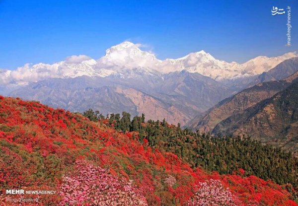  دانلود تصویر بهار و گل های زیبا