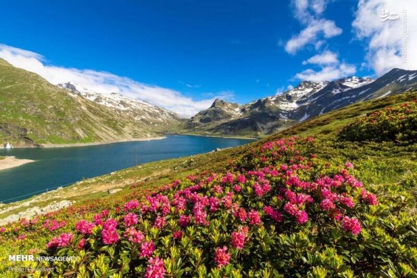  دانلود تصویر بهار و گل های زیبا