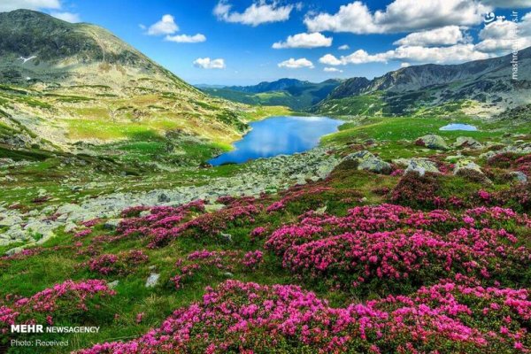  دانلود تصویر بهار و گل های زیبا