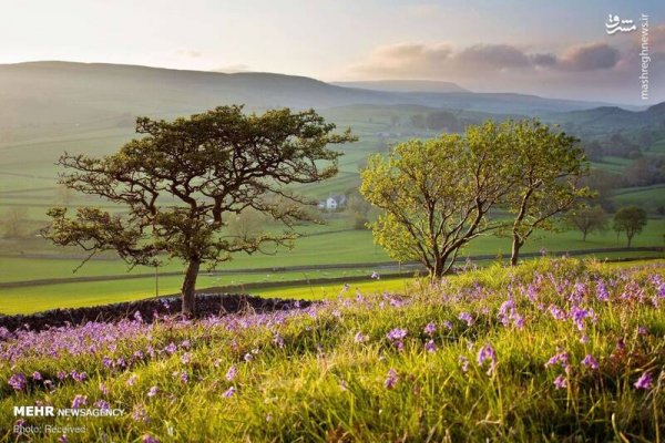  دانلود تصویر بهار و گل های زیبا