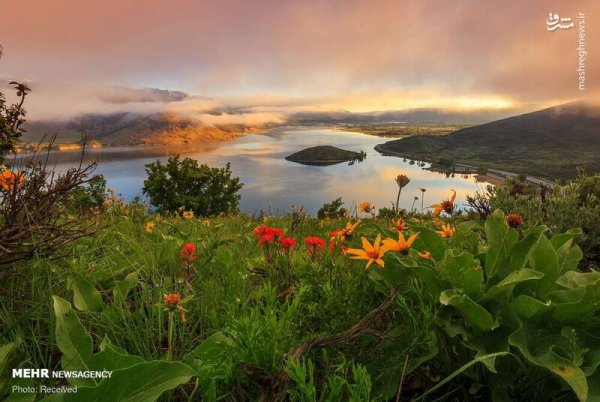  دانلود تصویر بهار و گل های زیبا