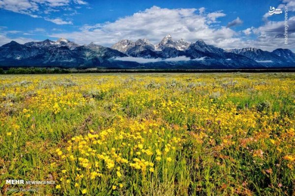  دانلود تصویر بهار و گل های زیبا