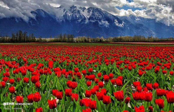 دانلود عکس بهار