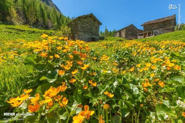  دانلود عکس بهار