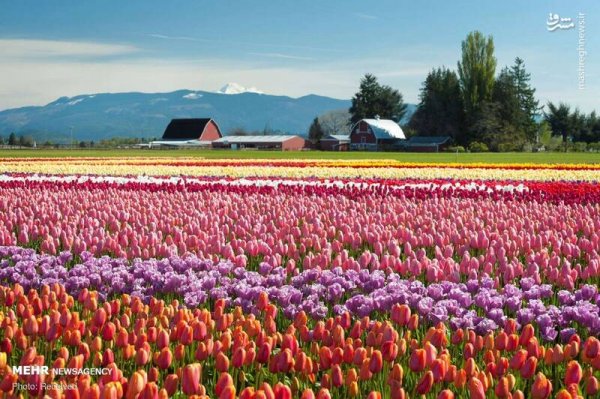  دانلود عکس بهار