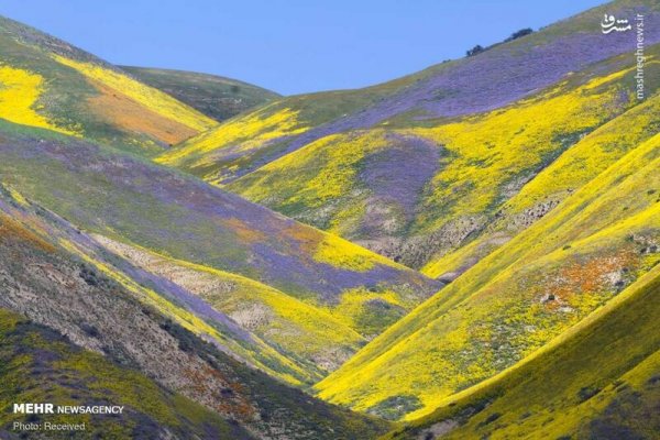  دانلود عکس بهار