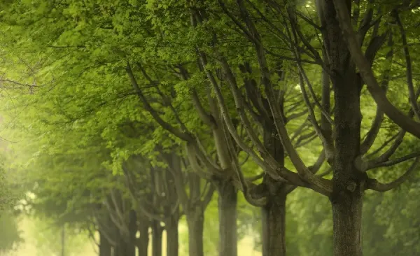  عکس بهار سبز