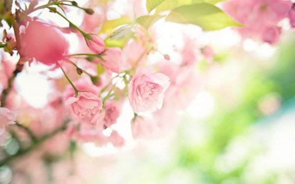  عکس بهار واقعی