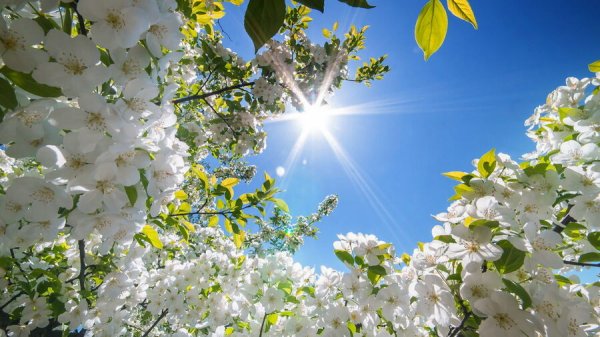  عکس بهار واقعی