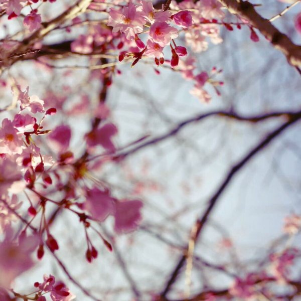  عکس بهار واقعی