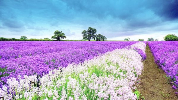  عکس بهار واقعی