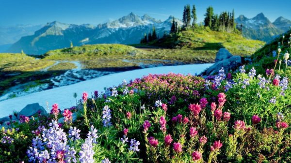  عکس بهار واقعی