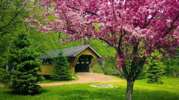  عکس بهار واقعی