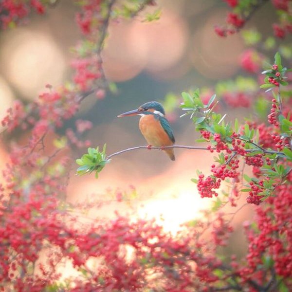 عکس فصل بهار با کیفیت بالا