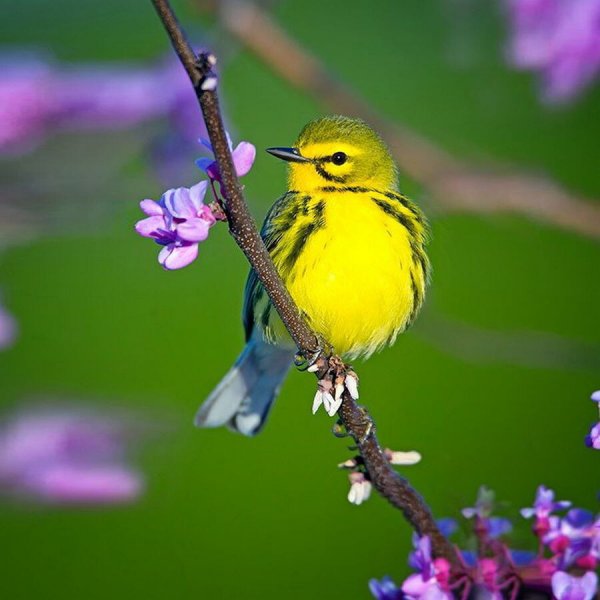  عکس فصل بهار با کیفیت بالا