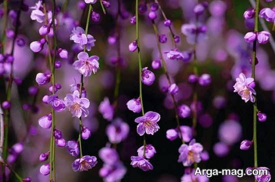  عکس پروفایل بهاری برای تلگرام و واتساپ