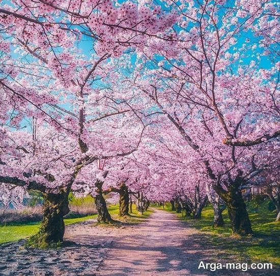  عکس پروفایل بهاری برای تلگرام و واتساپ