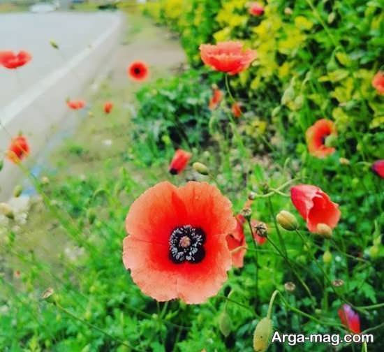  عکس پروفایل بهاری برای تلگرام و واتساپ