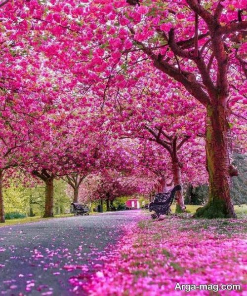  عکس پروفایل بهاری برای تلگرام و واتساپ