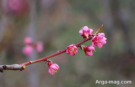  عکس پروفایل بهاری برای تلگرام و واتساپ